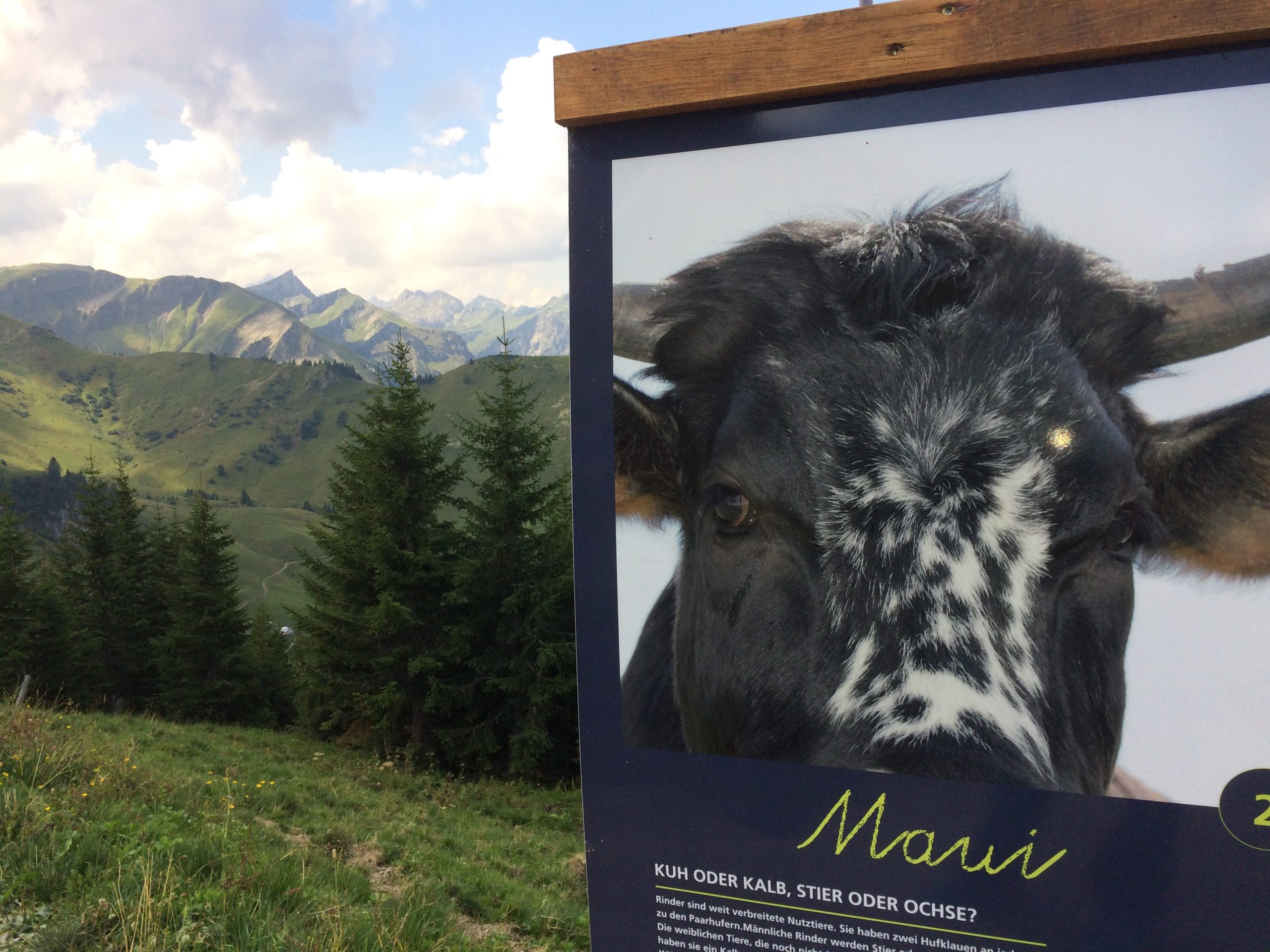 Tannheimer Tal - Kuhportraits, Foto: Susa Schreiner I Climbers Paradise