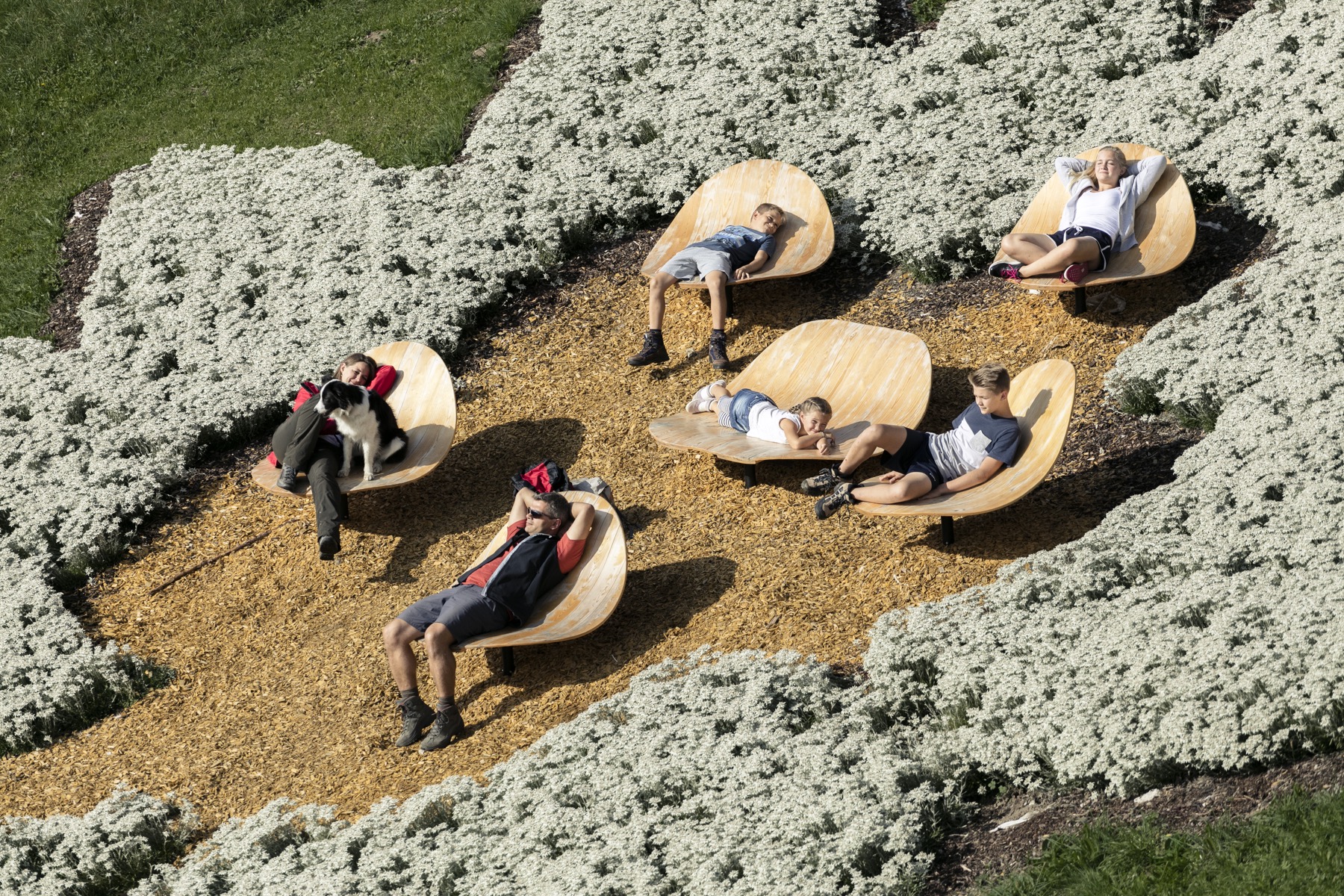 Sennhütte, Meer aus Edelweiss, Foto: TVB St. Anton am Arlberg, Christoph Schöch I Climbers Paradise