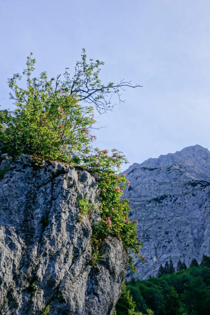 Wilder Kaiser: Alpinklettern am Sonneck. Foto: Simon Schöpf | Climbers Paradise