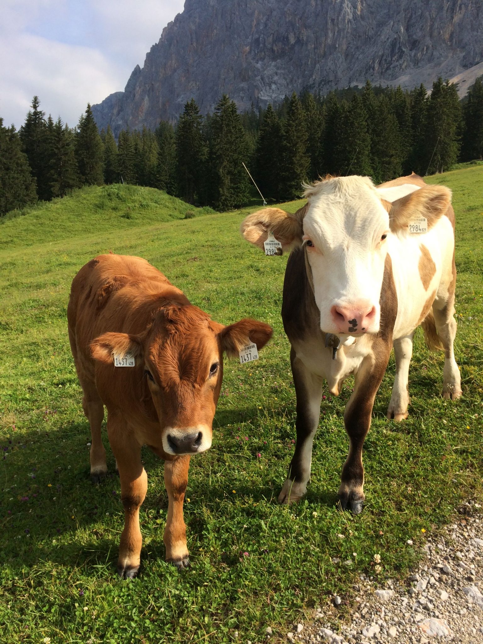 Auf dem Weg zu den Plattspitzen in der Tiroler Zugspitzarena begrüßt uns das neugierige Jungvieh | Climbers Paradise